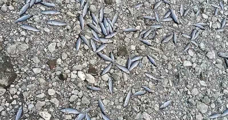 Çanakkale’de çay kısmen kurudu; toplu balık ölümleri yaşandı