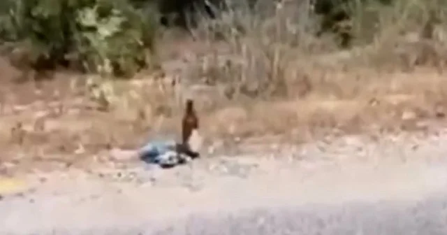 Hainler ormanları yakmak için adeta sabotaj düzeneği kurmuş: O anlar vatandaş kamerasına yansıdı VİDEO İZLE