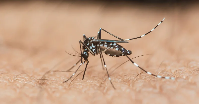 Avrupa da vaka sayısı artıyor: Sivrisineklerden bulaşan ‘Chikungunya’ virüsünden korkmalı mıyız?