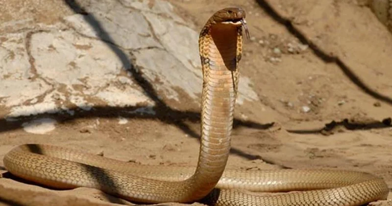 Hindistan da 1 yaşındaki bebek kendisine saldıran kobrayı ısırarak ikiye böldü