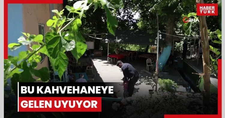 Bu kahvehaneye gelen uyuyor