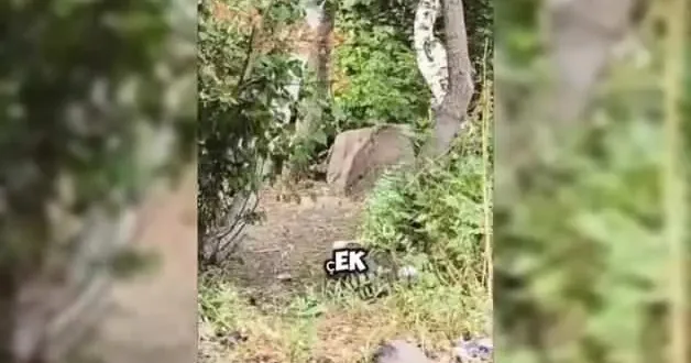 Piknik yaptıkları yere ayı geldi, Korkmayın saldırmaz dedikten sonra büyük korku yaşadılar