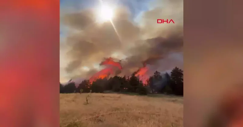 Çankırı nın Yapraklı ilçesindeki ormanlık alanda yangın