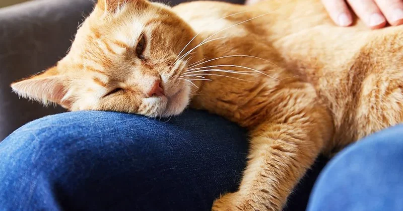 Sakaryalı hayvansever 10 günlük yaşam mücadelesini kaybetti: Kedi tüyü can aldı! Sözcü Gazetesi