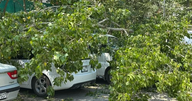 Bartın da devrilen ağaç, 4 araçta hasara yol açtı Bartın Haberleri