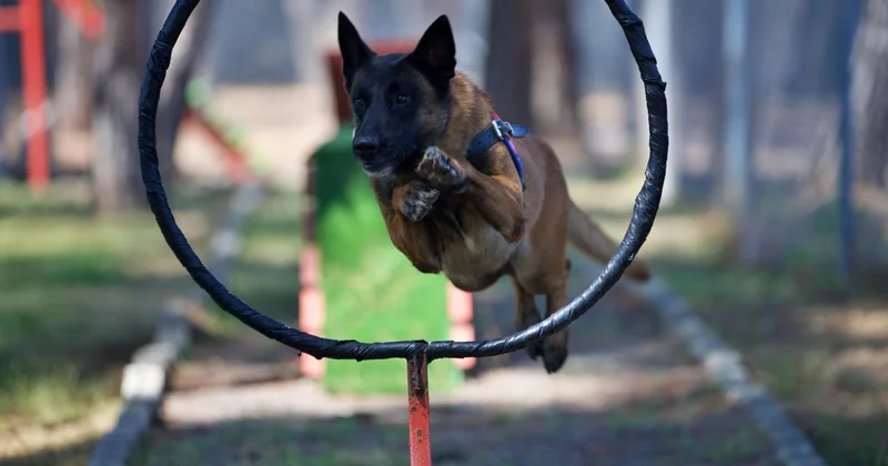 Jandarmanın hassas burunlu köpekleri antrenmanda