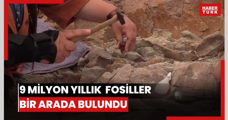 9 milyon yıllık fil, gergedan ve zürafaya ait fosiller bir arada bulundu