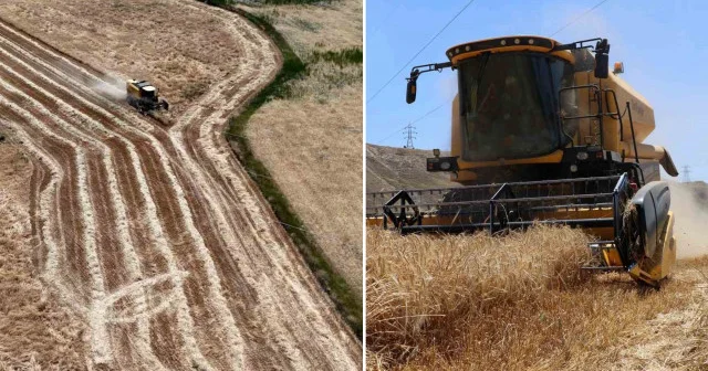 Erzincan’da hasat başladı: Çiftçinin yüzü güldü Erzincan Haberleri