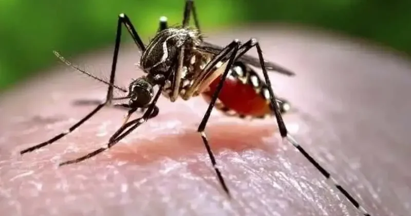 Chikungunya alarmı: Dikkat etmek gerekiyor diyerek uyardı
