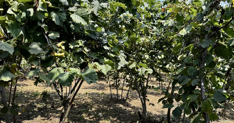 Ordu da fındık hasadı başlıyor: Sahil kesimleri için tarih belli oldu