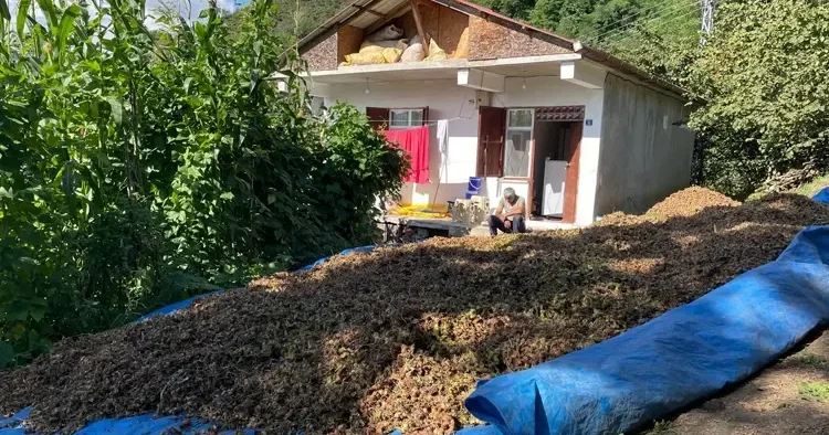 Ordu da fındık hasadı takvimi belli oldu: İşte tarihler