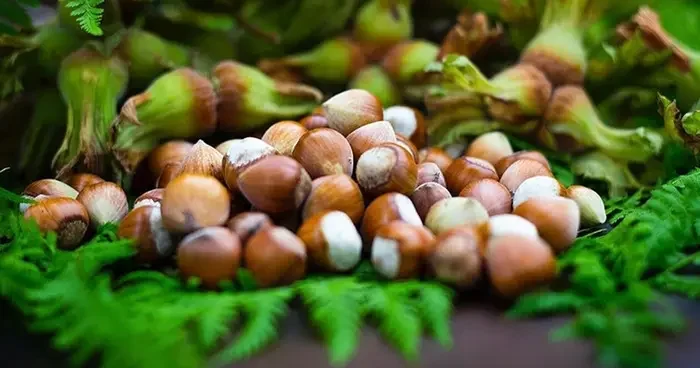 Giresun da fındık hasadı sonrası hava durumu: Yaz geri dönüyor! Giresun 29 Ağustos hava durumu...