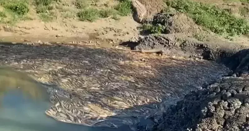 Çanakkale de kısmen kuruyan çayda toplu balık ölümleri sürüyor