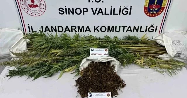 Sinop ta uyuşturucu operasyonu: 425 gram kubar esrar ve 56 kök kenevir ele geçirildi Sinop Haberleri