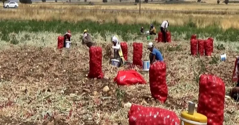 Hasadı yapılan soğan tarlada 3 TL ye satılıyor