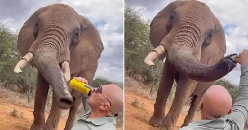 Kenya da bir turistin filin hortumuna alkol dökmesi öfkeye yol açtı