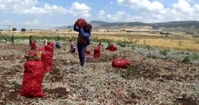 Duyan koştu: 3 TL ye satılıyor! Çuval çuval alıyorlar