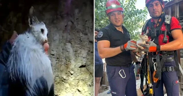 Mersin de 20 metre derinliğindeki kuyuya düşen kediyi itfaiye kurtardı Aktüel Haberleri