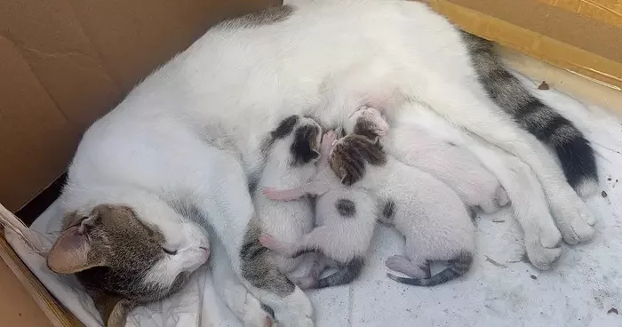 Durakta doğum yapan kedi ve yavrularına taksiciler sahip çıktı
