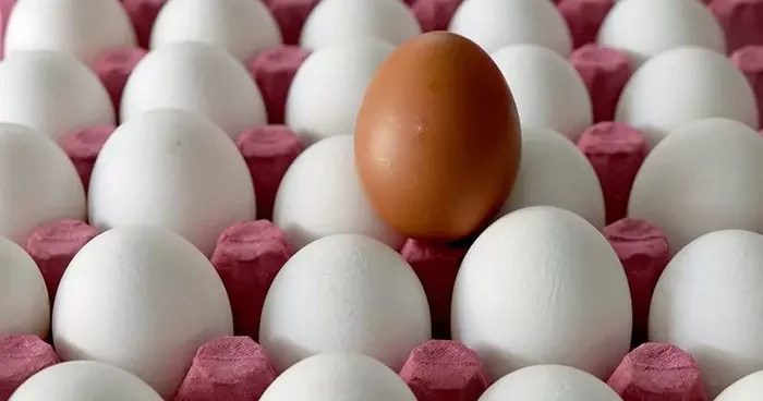 Salgın alarmı verildi: Yumurta 95 kişiyi zehirledi! O bölgede alarm verildi…