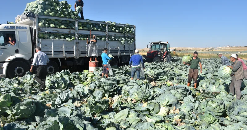 Yılın ilk hasadı başladı, ocak ayına kadar sürecek: Tarlada 10 markette 50 TL den satılıyor Sözcü Gazetesi