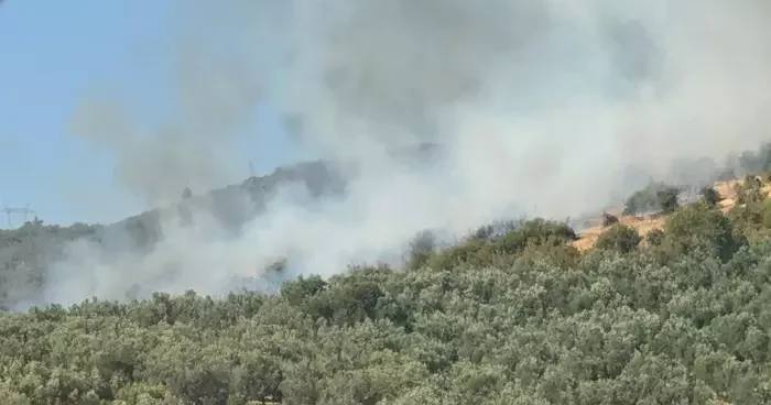 İznik te orman yangını