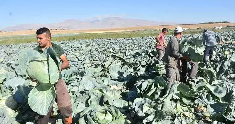 Türkiye’nin lahana üretiminin yüzde 20’sini karşılayan Niğde’de hasat zamanı