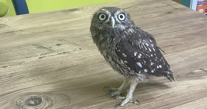 Sadece 172 gram! Bakın yuvadan düşen yavru baykuşa ne isim koydular