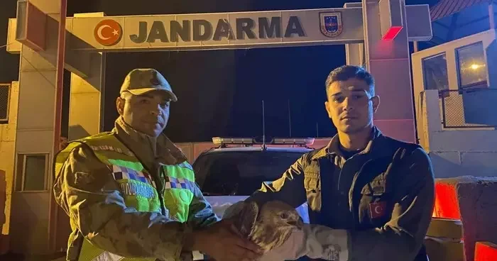 Kızıl şahin emin ellerde