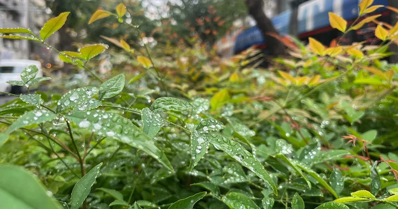 Kuraklık tehdidi altındaki İzmir e yağmur müjdesi