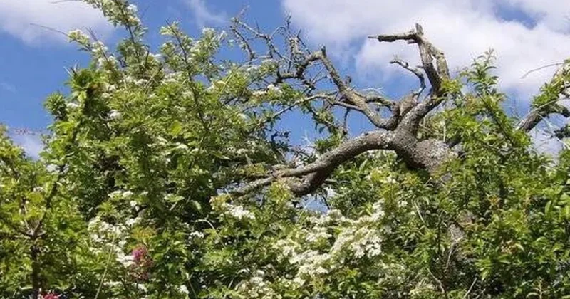 İngilizler kasım ayında bu ağaç asla dokunmazlar: İşte nedeni Sözcü Gazetesi