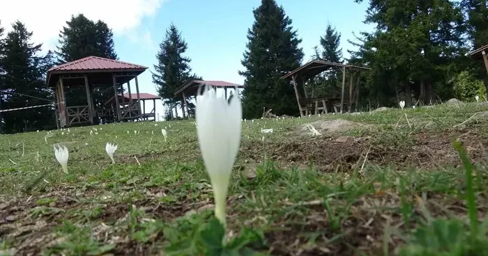 Vargitler açtı, yaylalar sessizliğe büründü