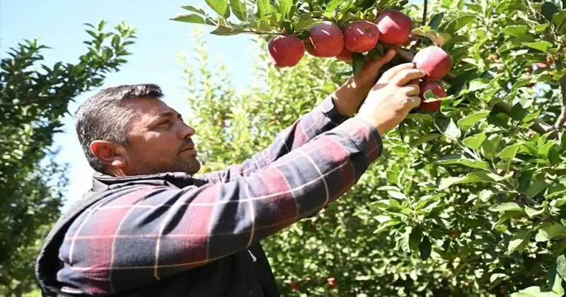 60 dönümlük elma bahçesini bu yöntemle zirai dondan korumuştu! Hasada başladı