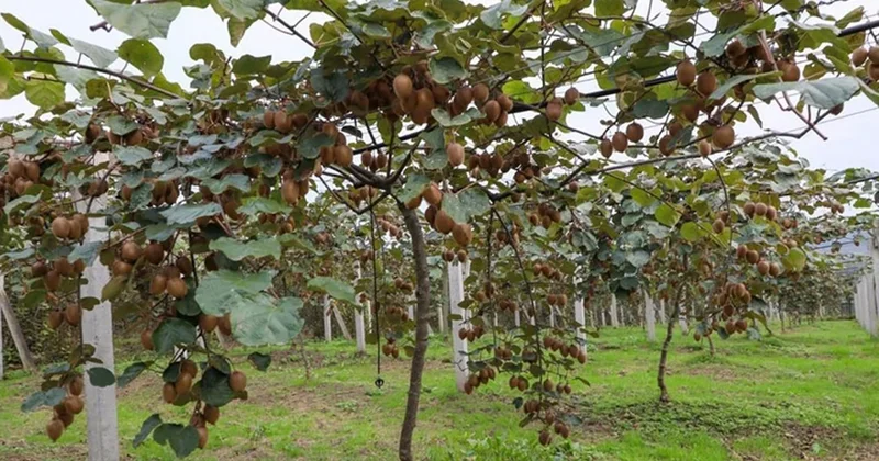 Limon ve portakaldan 10 daha etkili: Meğer bağışıklığı çelik gibi yapan meyve buymuş Sözcü Gazetesi