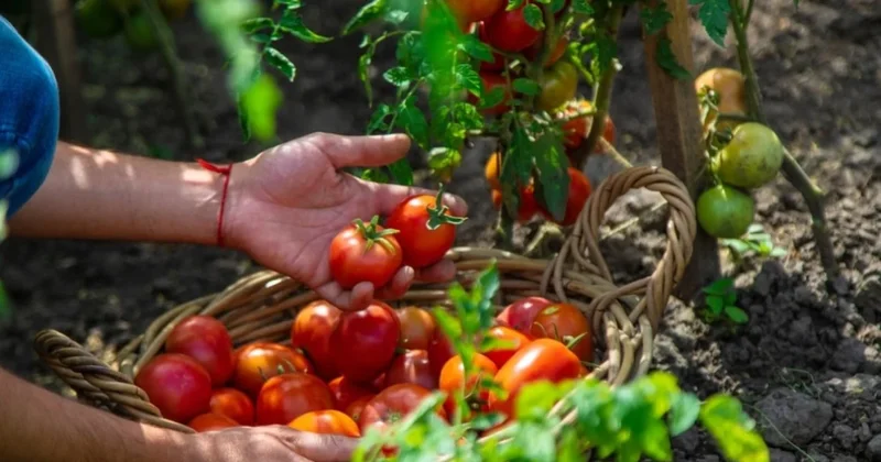 Her gün çorba yapılacak! Genetiği değiştirilmiş domatesler test edilecek Sözcü Gazetesi