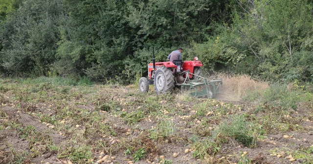 Tokat ta tarlalarda patates hasadı Tokat Haberleri