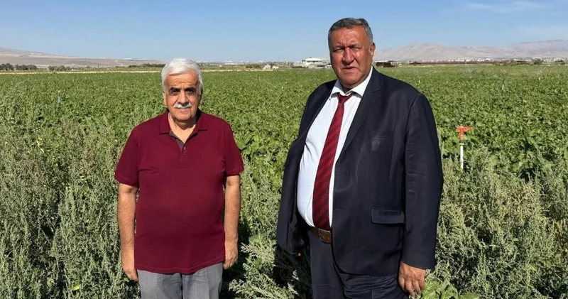 Çiftçinin fiyat çıkmazı: Hasat başladı sessizlik sürüyor