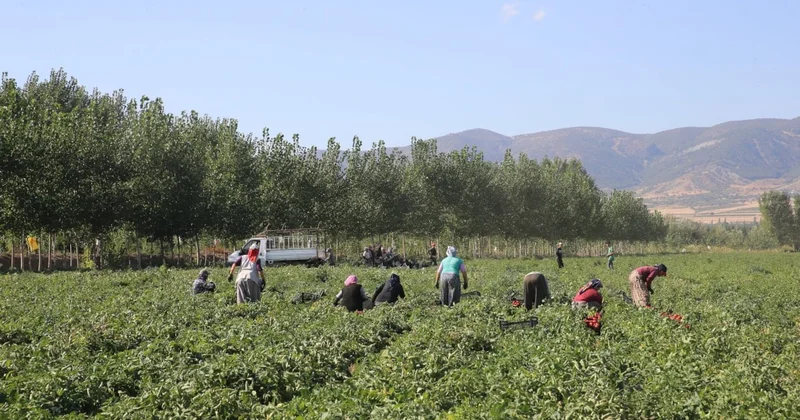 Tarlaya giren köylüler elleriyle tek tek hasat ediyor: Kilosu 13 liradan satılıyor Sözcü Gazetesi