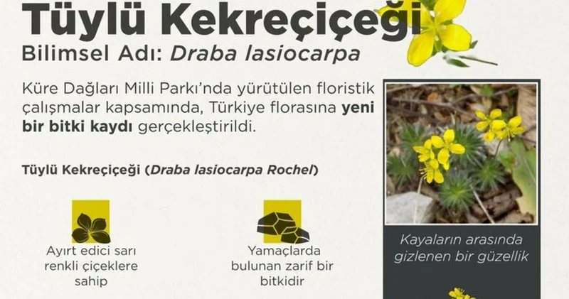Tüylü Kekreçiçeği yeni tür olarak bitki florasına eklendi