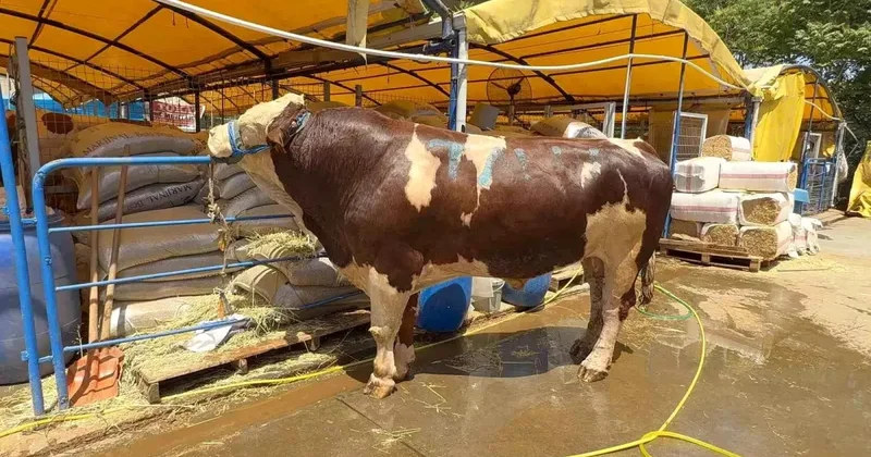 Kurban Pazarında Şampiyon Dana Satıldı