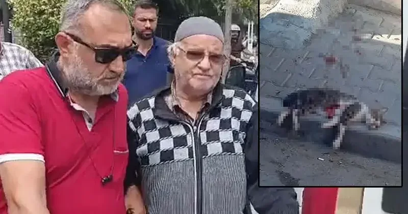 Savcılık itiraz etti; sokak kedisini pompalı tüfekle öldüren şüpheli tutuklandı