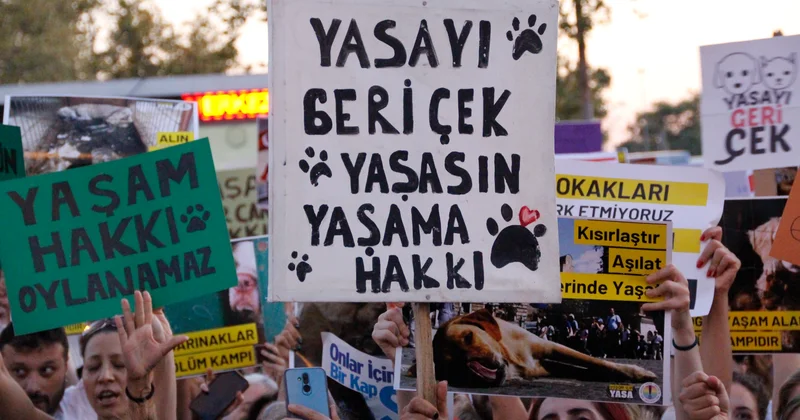 Sokak hayvanları tehlikede: “Susmayın, normalleştirmeyin” Agos