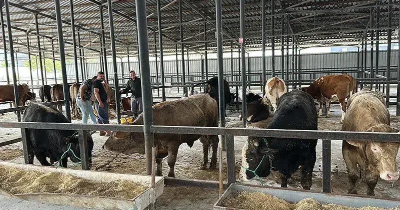1,2 tonluk boğa, 350 bin liraya alıcı buldu