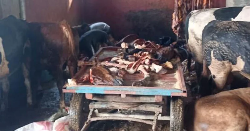 Adana da 2,5 ton at eti ele geçirildi, 4 at kesilmekten son anda kurtarıldı