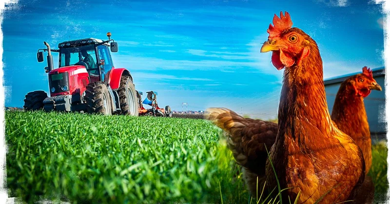 Tarımsal destek ödemeleri bugün çiftçilerin hesaplarına yatıyor