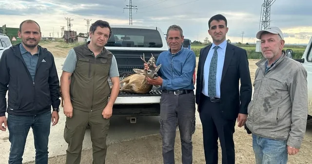 Edirne de su kanalına düşen karacayı çeltik işçileri kurtardı Edirne Haberleri