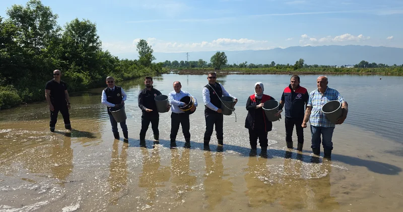 Düzce de Osmanlı Dönemi nden bu yana yetiştirilen çeltik ekimi başladı