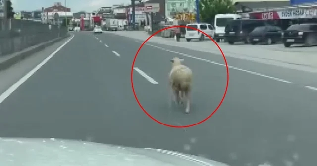 Kaçan kurbanlık koyun kara yoluna çıktı Yalova Haberleri