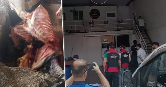 Et skandalları devam ediyor... Bu sefer adres Adana! 2.5 ton ele geçirildi: 4 tanesi son anda kurtarıldı