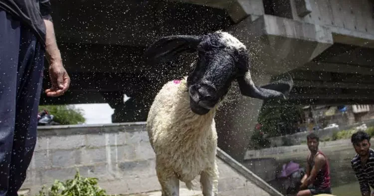 Pazarlıklar hız kesmeden devam ediyor! İşte il il kurbanlık fiyatları